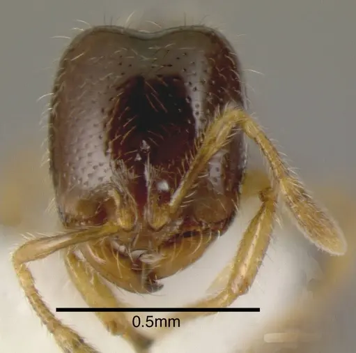 Solenopsis vinsoni specimen INBIOCRI002728559 image inbiocri002728559_1