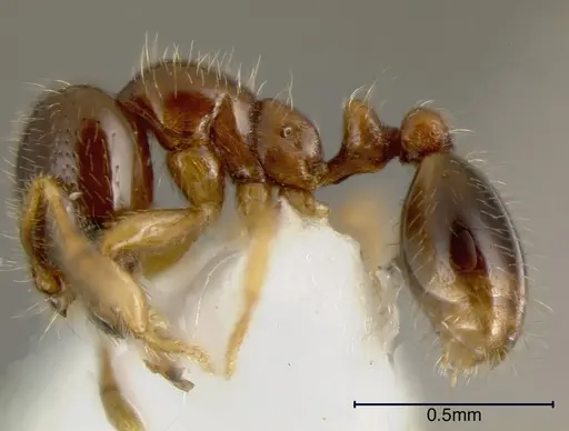 Solenopsis vinsoni specimen INBIOCRI002728559 image inbiocri002728559_2