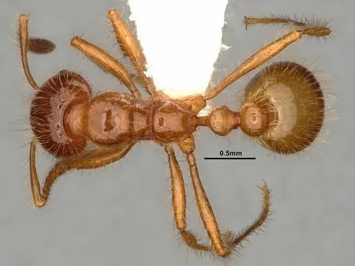Solenopsis virulens specimen CASENT0884327 image casent0884327_1