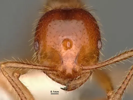 Solenopsis virulens specimen CASENT0884327 image casent0884327_2