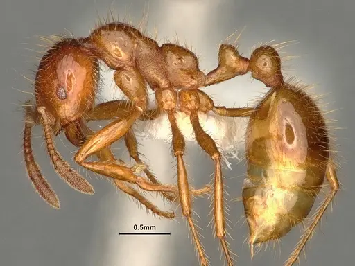 Solenopsis virulens specimen CASENT0884327 image casent0884327_3