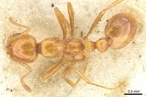Solenopsis virulens specimen CASENT0902349 image casent0902349_1