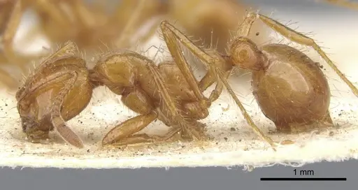 Solenopsis virulens specimen CASENT0902349 image casent0902349_3