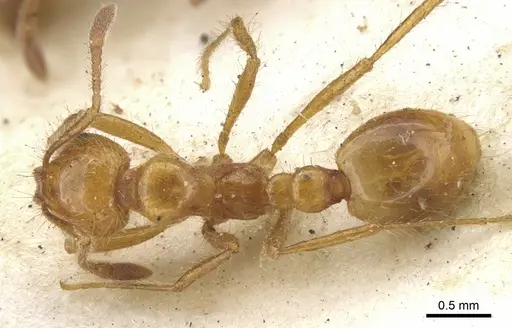 Solenopsis virulens specimen CASENT0902458 image casent0902458_1