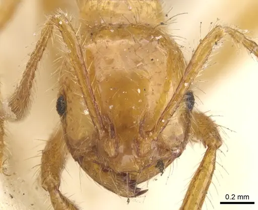 Solenopsis virulens specimen CASENT0902458 image casent0902458_2