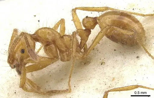 Solenopsis virulens specimen CASENT0902458 image casent0902458_3