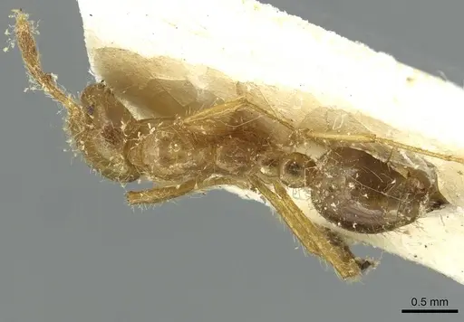 Solenopsis virulens specimen CASENT0913947 image casent0913947_1