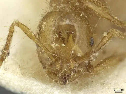 Solenopsis virulens specimen CASENT0913947 image casent0913947_2