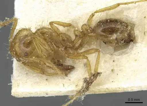 Solenopsis virulens specimen CASENT0913947 image casent0913947_3