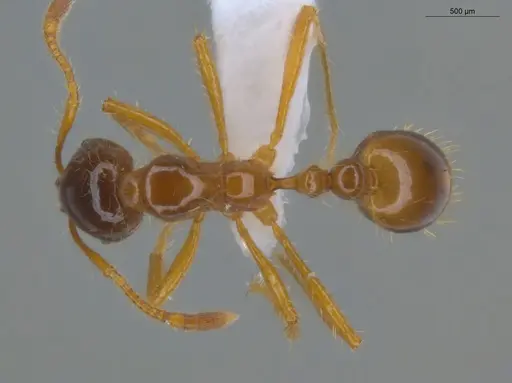 Solenopsis virulens specimen ECOFOG-IT14-0307-81 image ecofog-it14-0307-81_1