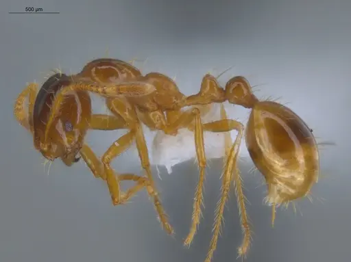 Solenopsis virulens specimen ECOFOG-IT14-0307-81 image ecofog-it14-0307-81_3