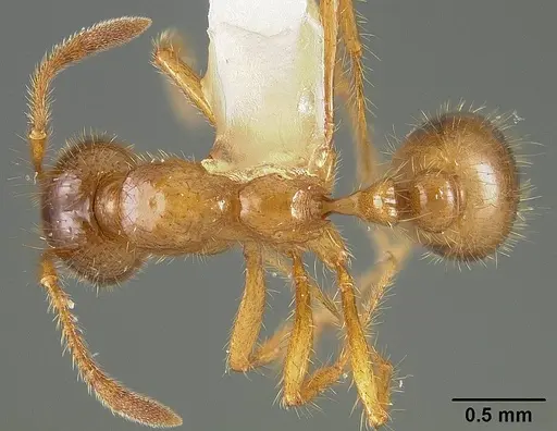 Solenopsis virulens specimen USNMENT00413777 image usnment00413777_1