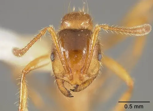 Solenopsis virulens specimen USNMENT00413777 image usnment00413777_2
