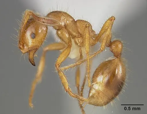 Solenopsis virulens specimen USNMENT00413777 image usnment00413777_3