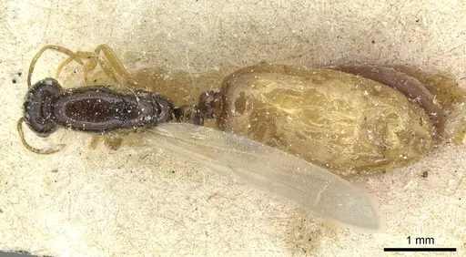 Solenopsis vorax specimen CASENT0913948 image casent0913948_1