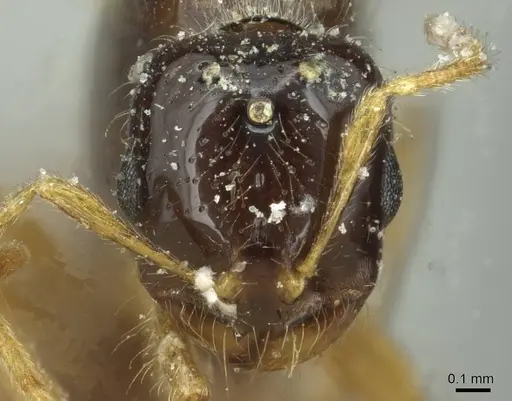 Solenopsis vorax specimen CASENT0913948 image casent0913948_2