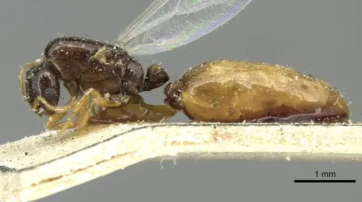 Solenopsis vorax specimen CASENT0913948 image casent0913948_3