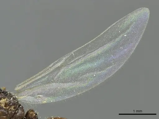 Solenopsis vorax specimen CASENT0913948 image casent0913948_4