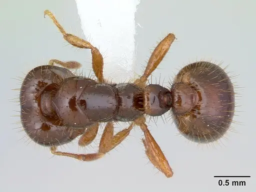 Solenopsis wasmannii specimen CASENT0178149 image casent0178149_1