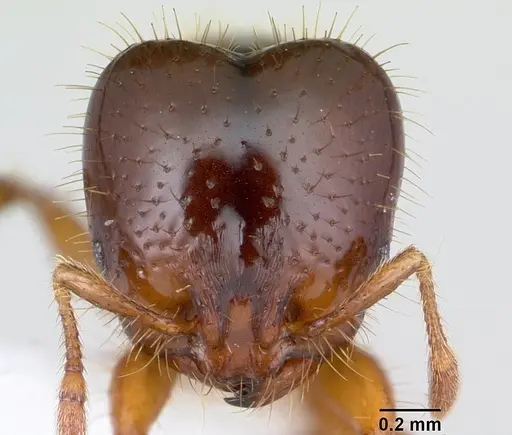 Solenopsis wasmannii specimen CASENT0178149 image casent0178149_2