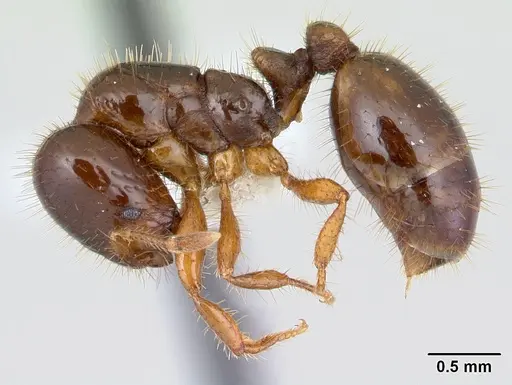 Solenopsis wasmannii specimen CASENT0178149 image casent0178149_3