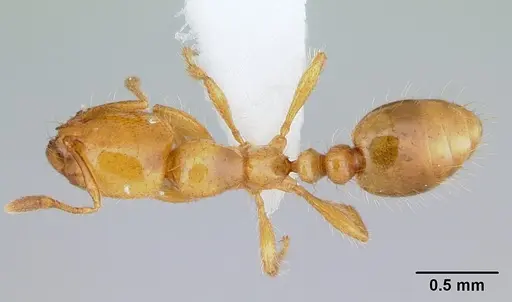Solenopsis wasmannii specimen CASENT0178150 image casent0178150_1