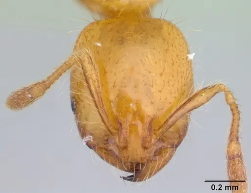 Solenopsis wasmannii specimen CASENT0178150 image casent0178150_2