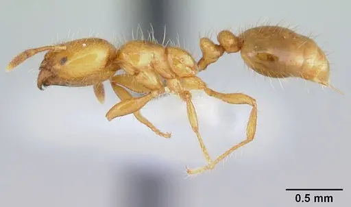 Solenopsis wasmannii specimen CASENT0178150 image casent0178150_3
