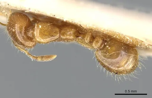 Solenopsis wasmannii specimen CASENT0905759 image casent0905759_1