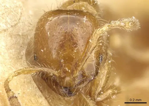 Solenopsis wasmannii specimen CASENT0905759 image casent0905759_2