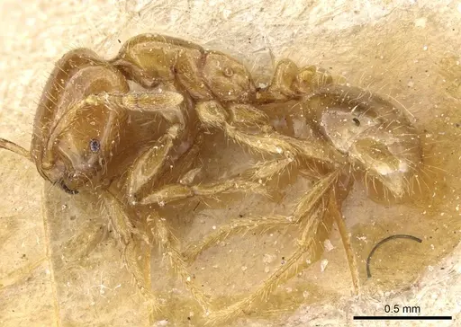 Solenopsis wasmannii specimen CASENT0905759 image casent0905759_3