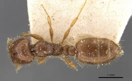 Solenopsis wasmannii specimen CASENT0908805 image casent0908805_1