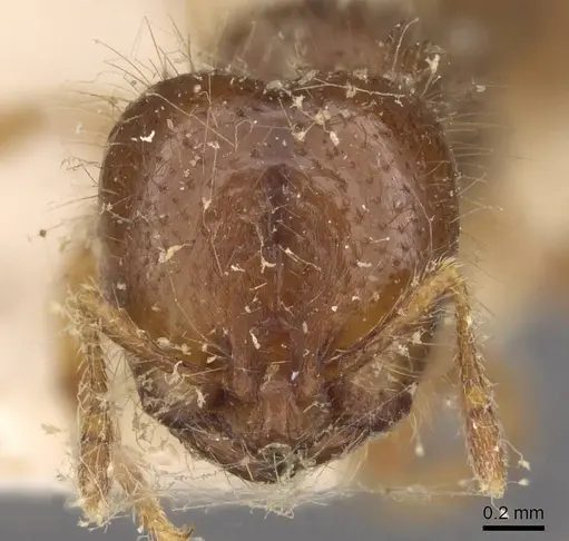 Solenopsis wasmannii specimen CASENT0908805 image casent0908805_2