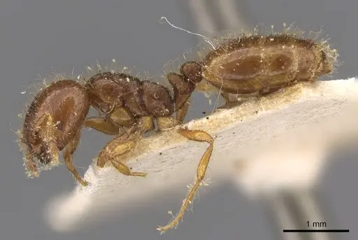 Solenopsis wasmannii specimen CASENT0908805 image casent0908805_3