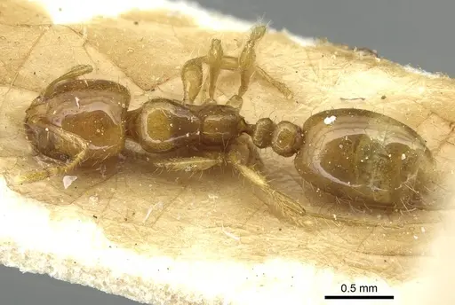 Solenopsis wasmannii specimen CASENT0913950 image casent0913950_1