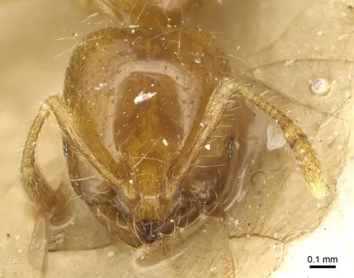 Solenopsis wasmannii specimen CASENT0913950 image casent0913950_2