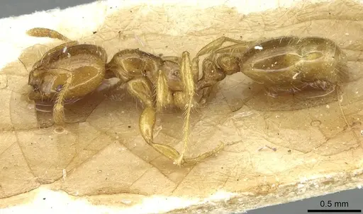 Solenopsis wasmannii specimen CASENT0913950 image casent0913950_3