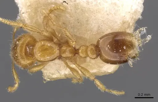 Solenopsis westwoodi specimen CASENT0908806 image casent0908806_1