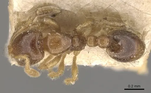 Solenopsis westwoodi specimen CASENT0908859 image casent0908859_1