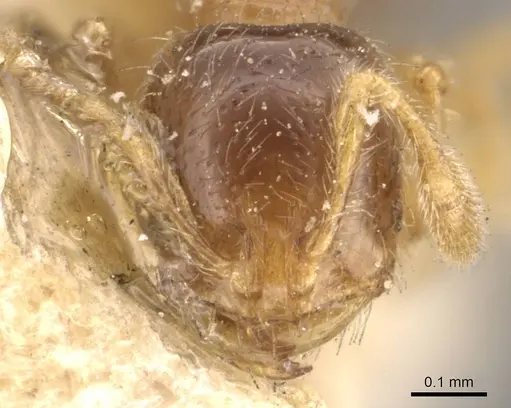 Solenopsis westwoodi specimen CASENT0908859 image casent0908859_2