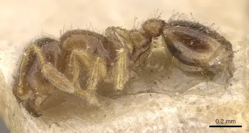 Solenopsis westwoodi specimen CASENT0908859 image casent0908859_3