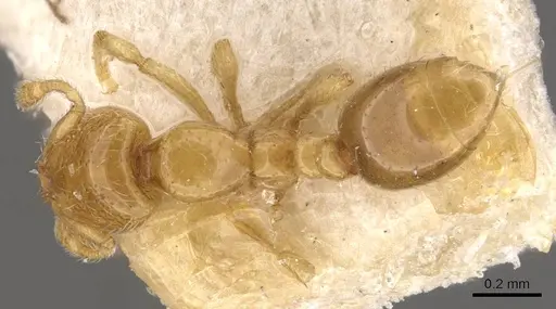 Solenopsis westwoodi specimen CASENT0908860 image casent0908860_1