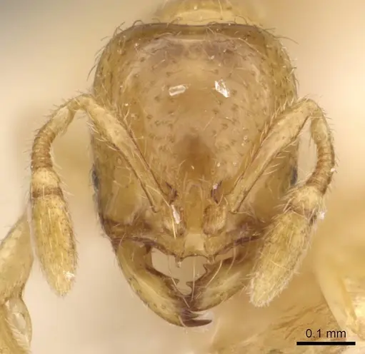 Solenopsis westwoodi specimen CASENT0908860 image casent0908860_2