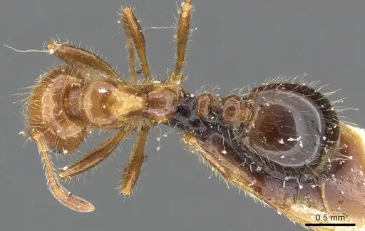 Solenopsis weyrauchi specimen CASENT0902356 image casent0902356_1