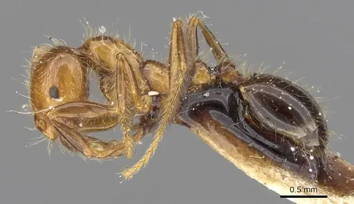 Solenopsis weyrauchi specimen CASENT0902356 image casent0902356_3