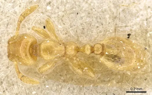 Solenopsis wolfi specimen CASENT0904622 image casent0904622_1