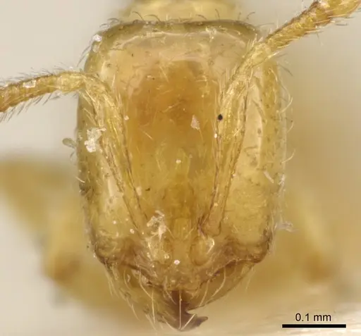 Solenopsis wolfi specimen CASENT0904622 image casent0904622_2