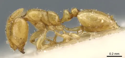 Solenopsis wolfi specimen CASENT0904622 image casent0904622_3