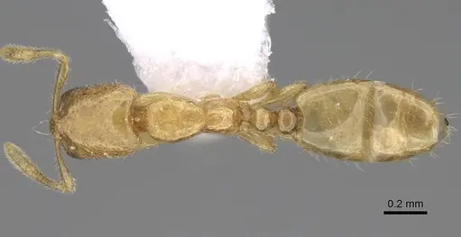 Solenopsis wolfi specimen CASENT0914244 image casent0914244_1