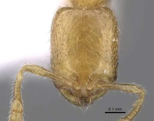 Solenopsis wolfi specimen CASENT0914244 image casent0914244_2